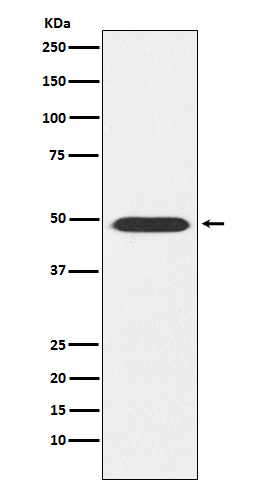 1 - ATP1B1 Rabbit mAb AP77049
