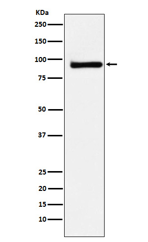 1 - Kaiso Rabbit mAb AP78282
