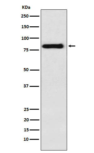 1 - PAG1 Rabbit mAb AP77008