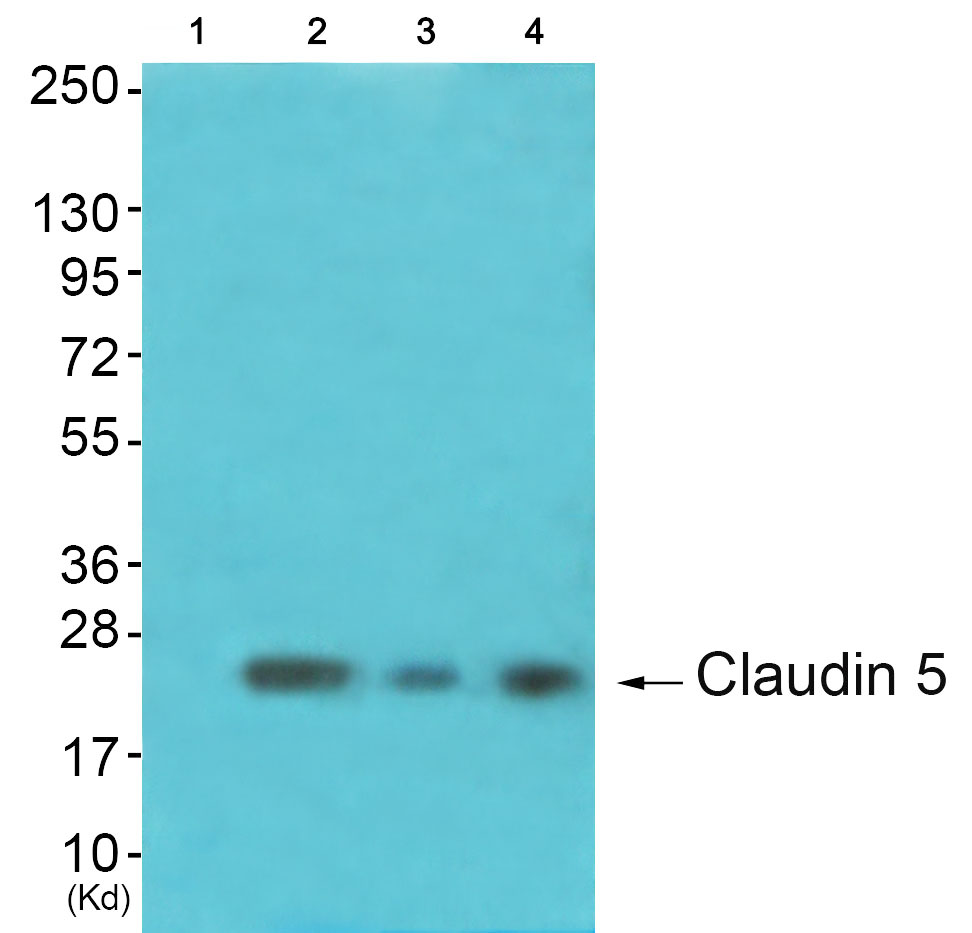 1 - Claudin 5 Rabbit mAb AP77006