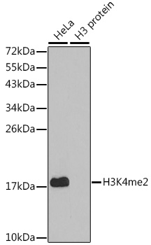1 - DiMethyl-Histone H3 (Lys4) Rabbit mAb AP77005