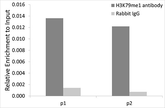 1 - MonoMethyl-Histone H3 (Lys79) Rabbit mAb AP78581
