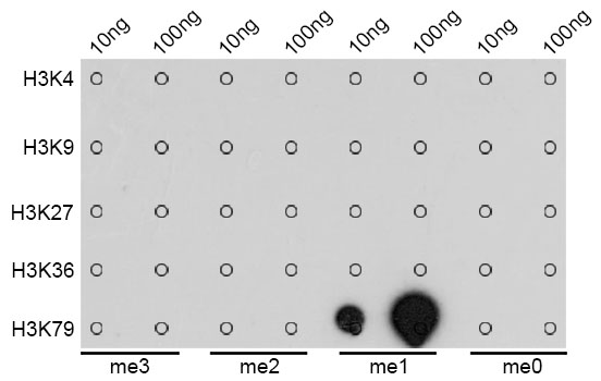 2 - MonoMethyl-Histone H3 (Lys79) Rabbit mAb AP78581