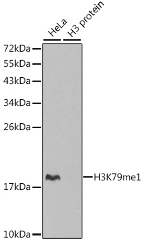 1 - MonoMethyl-Histone H3 (Lys79) Rabbit mAb AP78581