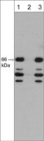 1 - Anti-SCAI (N-terminal region) Antibody AN1941