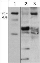 1 - Anti-Semaphorin-3F (C-terminal region) Antibody AN1947