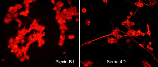 2 - Anti-Semaphorin-4D (C-terminal region) Antibody AN1948