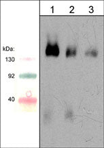 1 - Anti-Semaphorin-4D (C-terminal region) Antibody AN1948