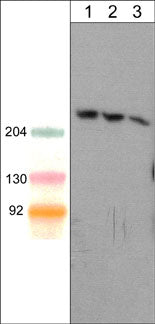 1 - Anti-Shank1 (C-terminal region) Antibody AN1951