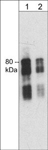 1 - Anti-Synapsin I (C-terminal region) Antibody AN1983