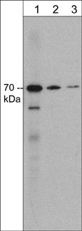 1 - Anti-Syntaphilin (N-terminal region) Antibody AN1984