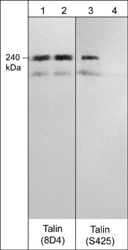 1 - Anti-Talin (Rod domain) Antibody AN1985