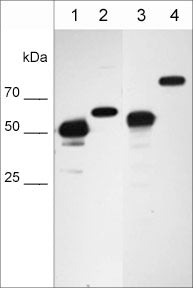 1 - Anti-Vimentin Antibody AN2016