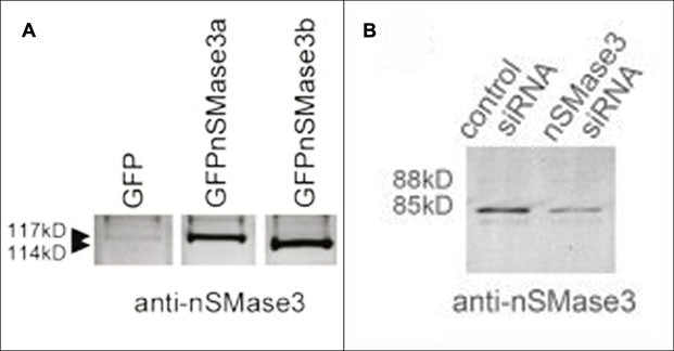 1 - Anti-nSMase3 (C-terminal region) Antibody AN1961
