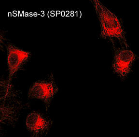 2 - Anti-nSMase3 (C-terminal region) Antibody AN1961
