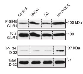 1 - Anti-GluR1-Subunit (Ser845) Antibody AN1417