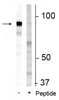 1 - Anti-FAM129B (Ser679, 683) Antibody AN1381