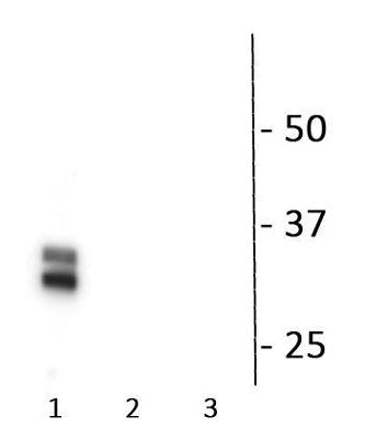 1 - Anti-Connexin 35/36 (Ser276) Antibody AN1344