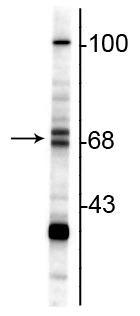 1 - Anti-ChAT (Choline Acetyltransferase) Antibody AN1335