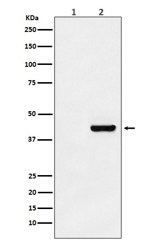 1 - Myc-Tag Mouse Monoclonal Antibody AP90001