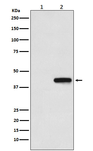 1 - His-Tag Mouse Monoclonal Antibody AP90002