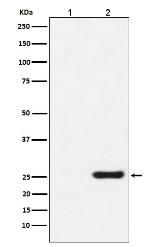 1 - GST-Tag Mouse Monoclonal Antibody AP90003