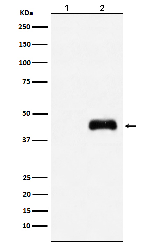 1 - HA-Tag Mouse Monoclonal Antibody AP90004