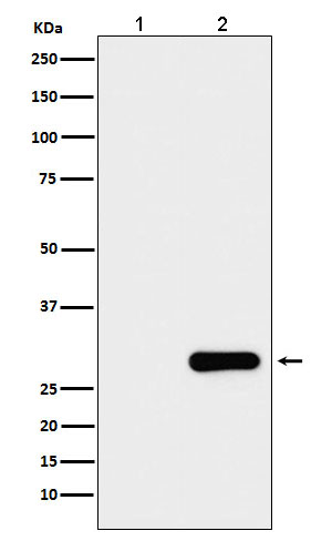 1 - GFP-Tag Mouse Monoclonal Antibody AP90005