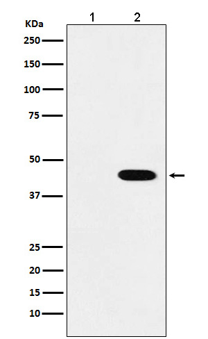 1 - Flag-Tag Mouse Monoclonal Antibody AP90006