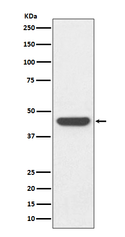 1 - HA-tag Antibody AP90010