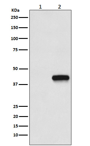 1 - Flag-Tag Mouse Monoclonal Antibody AP90011