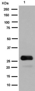 1 - GFP Antibody AP90026