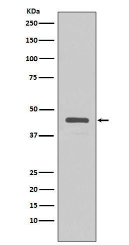 1 - V5-tag Antibody AP90032