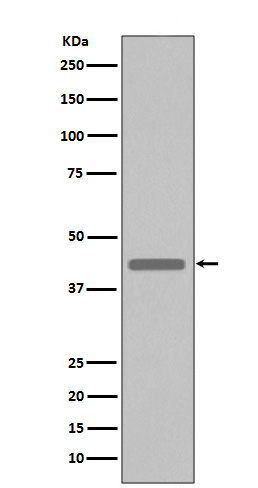 1 - VSV-G-tag Antibody AP90033