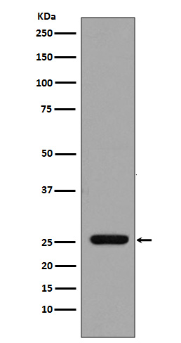 1 - GST Antibody  AP90035