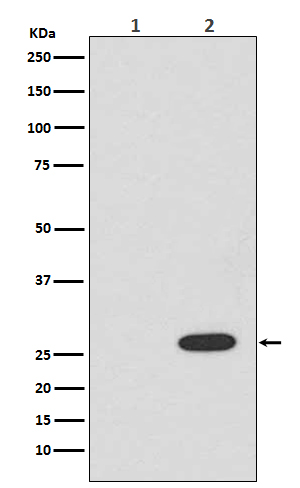 1 - RFP Antibody AP90036