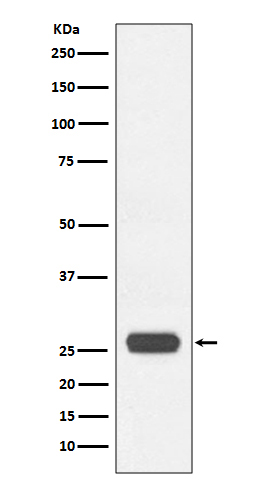 1 - GST tag Antibody(HRP conjugated) AP90060