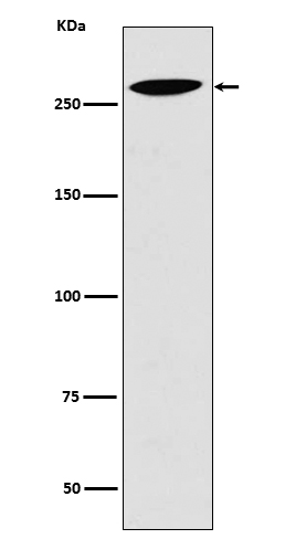 1 - Lrp2 / Megalin Antibody AP90068