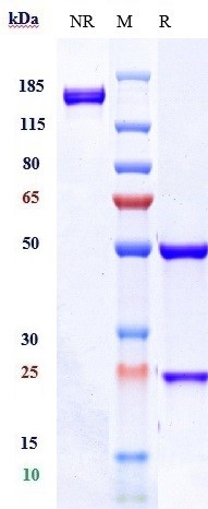 1 - Anti-TSPAN26 / CD37 Reference Antibody (AGS67E) APR10226