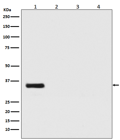 1 - Renilla Luciferase Antibody AP90435