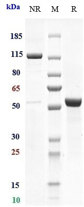 1 - Anti-TSPAN26 / CD37 Reference Antibody (otlertuzumab) APR10499