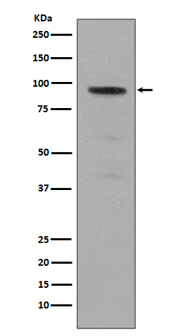 1 - Phospho-Stat5 (Y694) Antibody AP90572