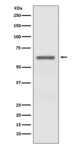 1 - Phospho-AMPK alpha (T172) Antibody  AP90611