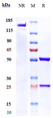 1 - Anti-IL-13Ra2 / CD213a2 Reference Antibody (Wake Forest U. patent anti-IL-13RA2) APR10950