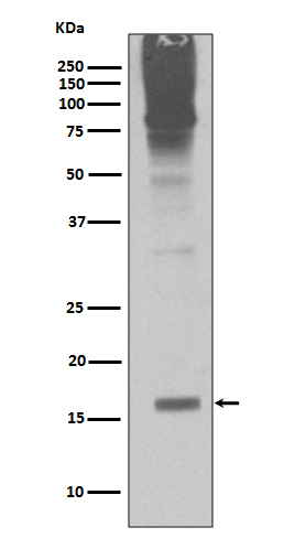 1 - Sumo2/3 Antibody AP90962