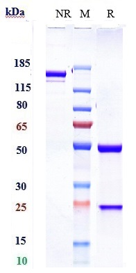 1 - Anti-PAR2 Reference Antibody (Amgen patent anti-PAR-2) APR10999