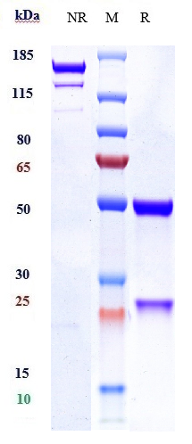 1 - Anti-PAR2 Reference Antibody (PAR650097) APR11000
