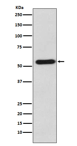 1 - Staufen Antibody AP91364
