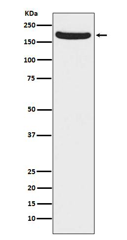 1 - NMDAR2A Antibody AP91398