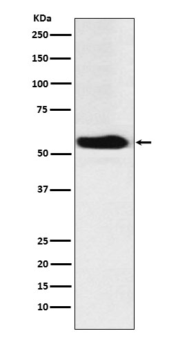 1 - FTO Antibody AP91635